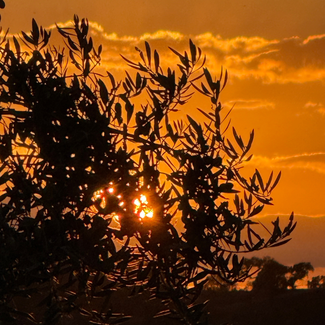 Pork Cheek with Pumpkin Purée