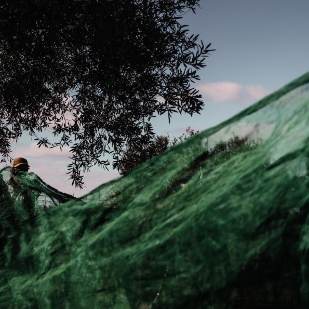 Padrón Spicy Olive Oil 100ml