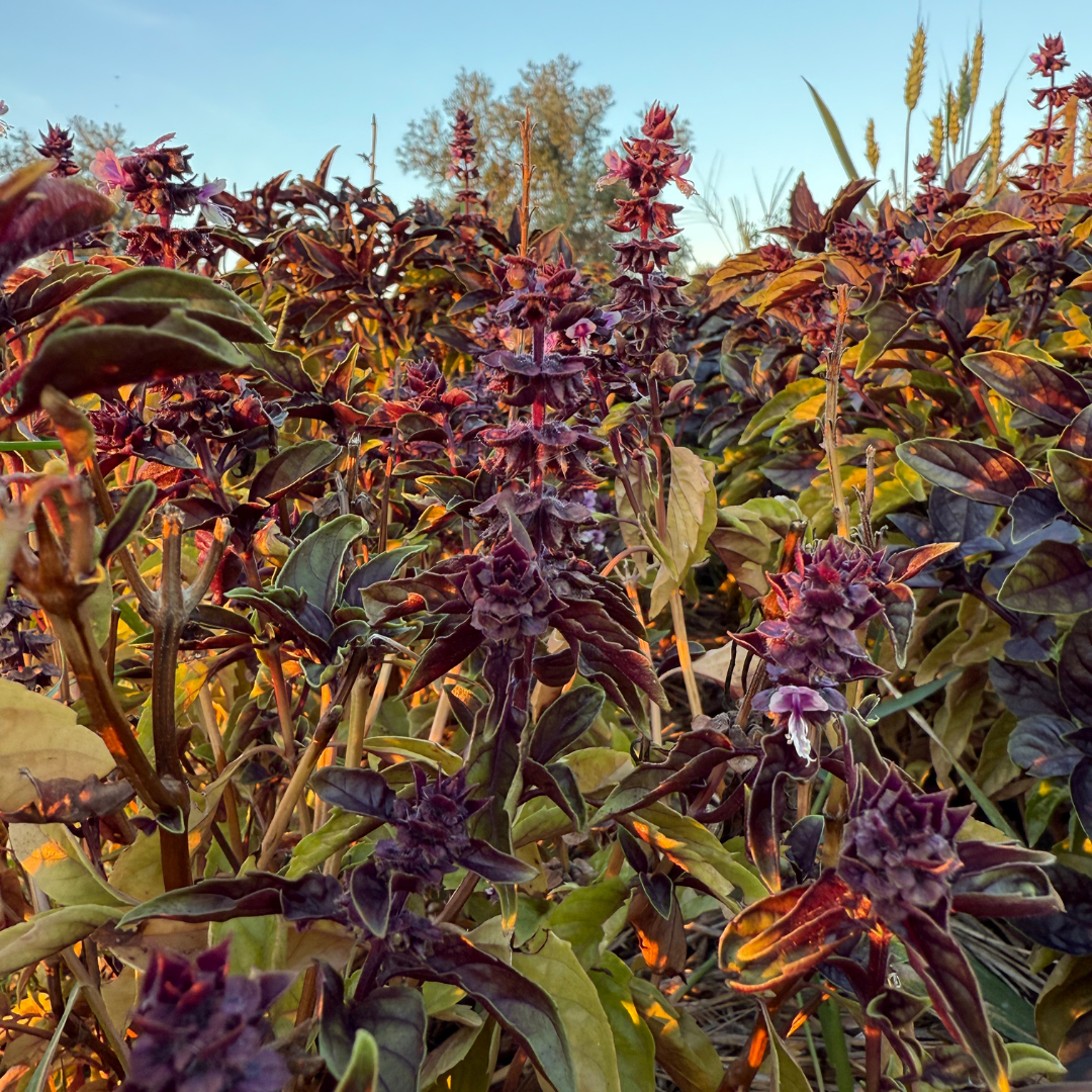 Bone Broth with Farfalle and Seasonal Vegetables