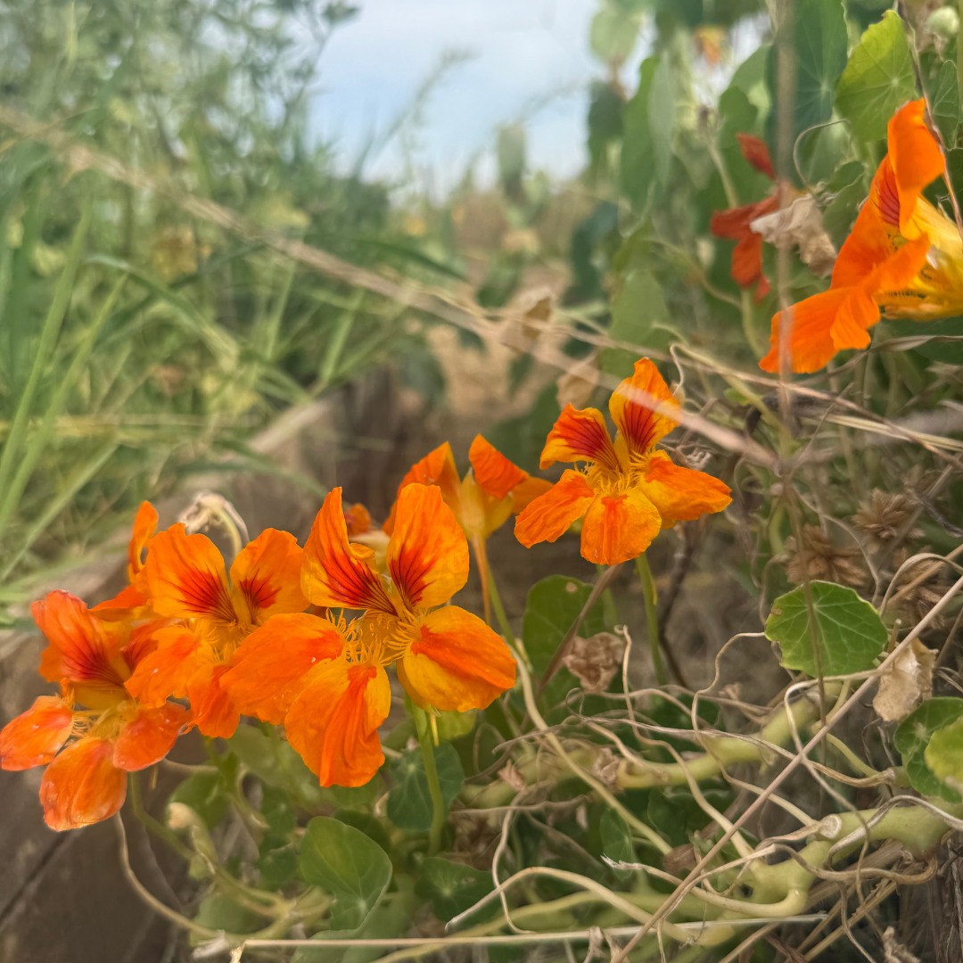 Pike-Perch Escabeche with Crushed Potatoes