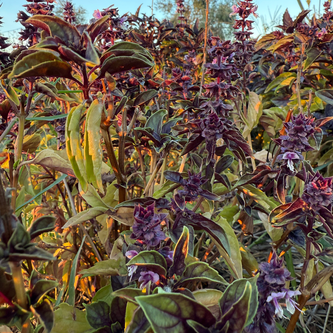 Vegan Pumpkin Gnocchi