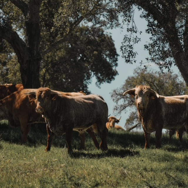 Chickpea stew with Vegetables and Cow’s trotters