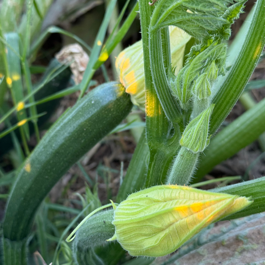 Vegetable Ratatouille with Goat Cheese