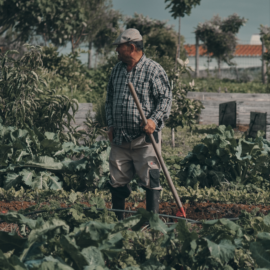 Fermentado de Couve Roxa, Fermented Red Cabbage, Terramay