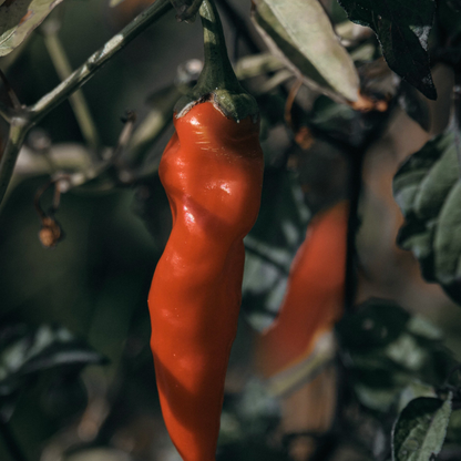 Cayenne Spicy Olive Oil 100 ml