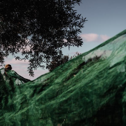 Padrón Spicy Olive Oil 100ml