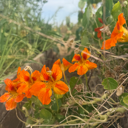 Pike-Perch Escabeche with Crushed Potatoes