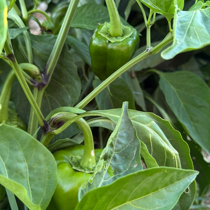 Vegan Curry with Seasonal Vegetables