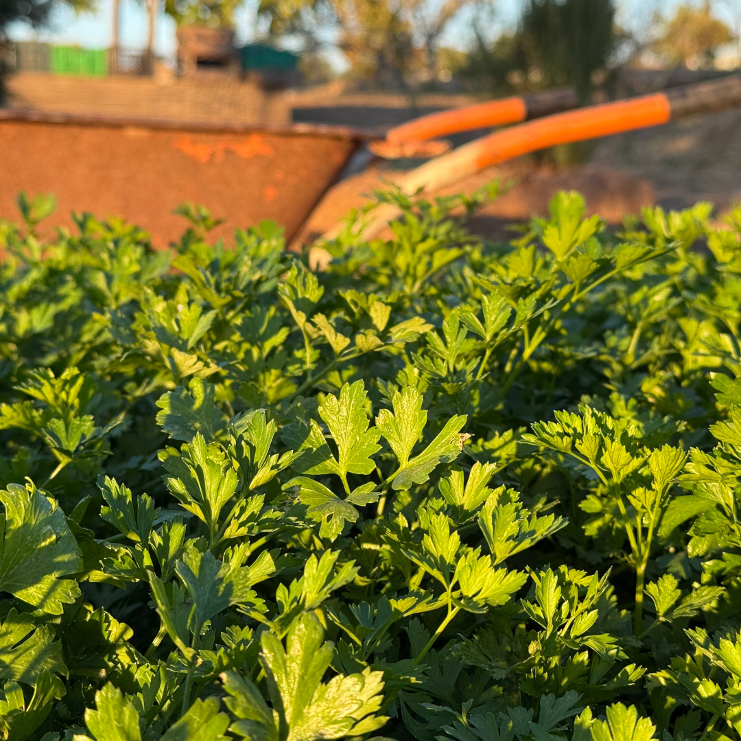 Pumpkin Gnocchi with Ox Tongue