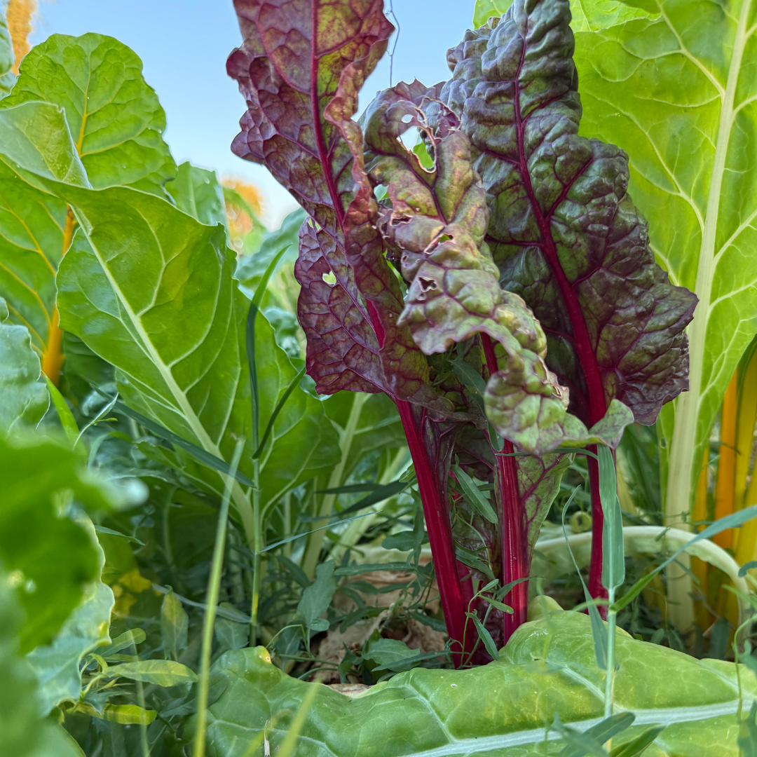 Ossobuco with Mashed Potatoes and Swiss Chard