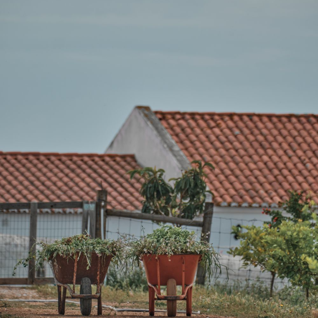 Cucumber Pickles 250g