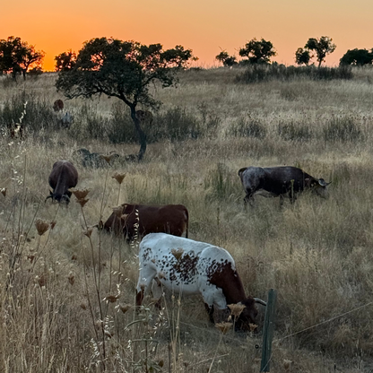 Pulled Beef served with Grilled Seasonal Vegetables