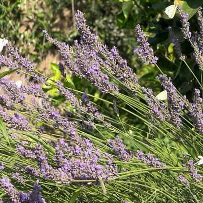 Farmers Soup with Pork Belly