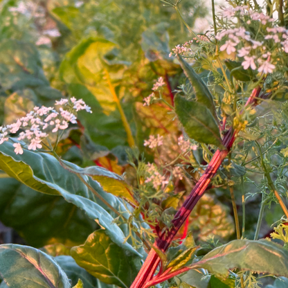 Vegan Farmers Soup with Seasonal Vegetables